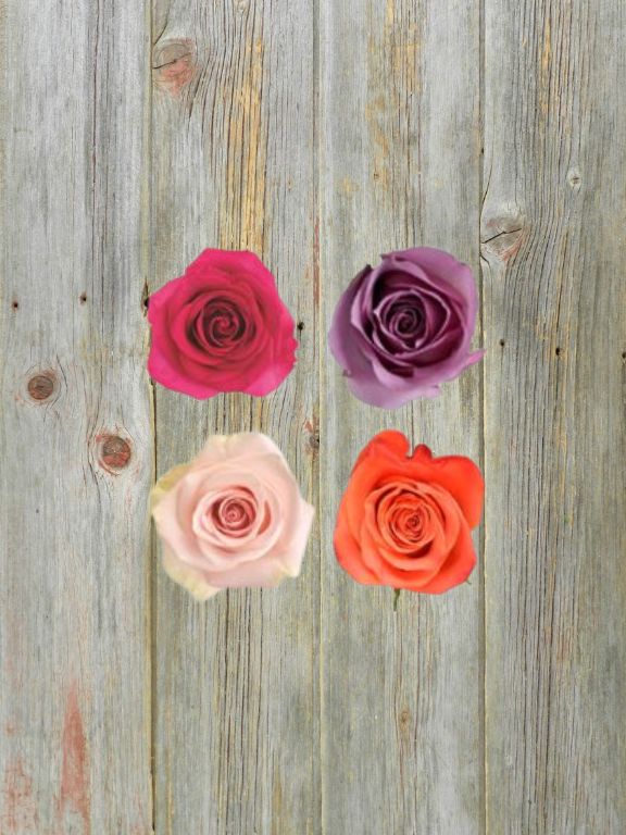 VALENTINES DAY ASSORTED COLOR ROSES